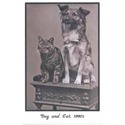 Conwy Archives Greeting Card - Dog & Cat