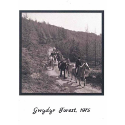 Conwy Archives Greeting Card - Gwydyr Forest